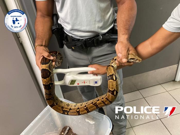 boa constrictor saisi.