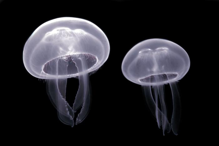 Aurelia_aurita