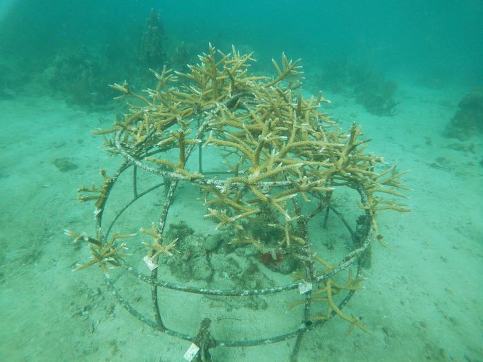 Corail corne de cerf