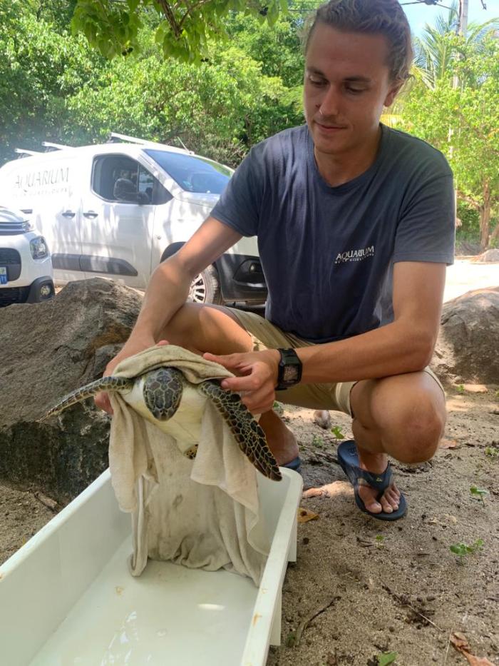 tortue