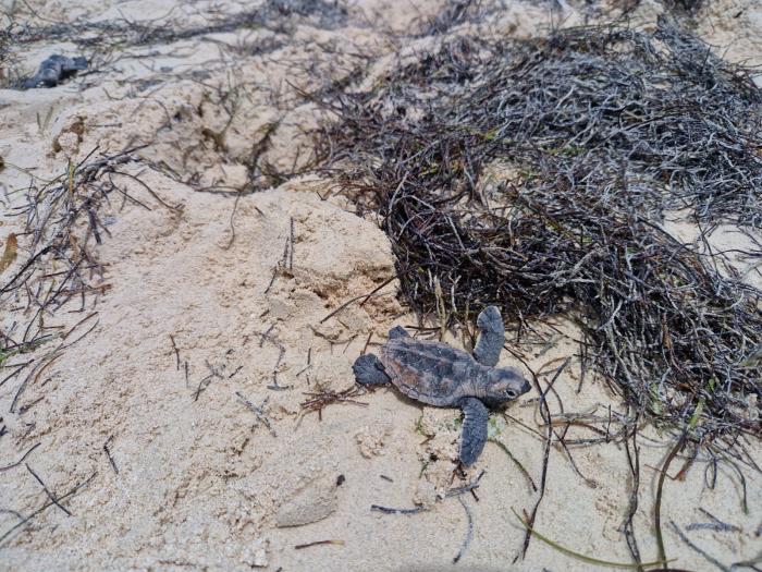tortues îlet Caret