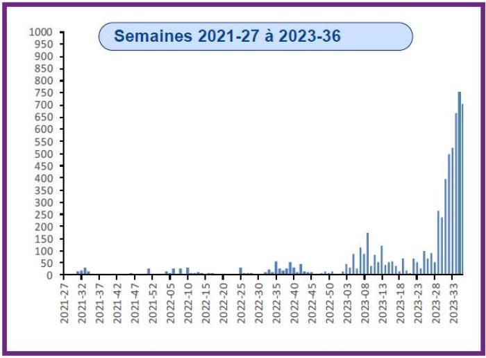 dengue semaine 36.JPG