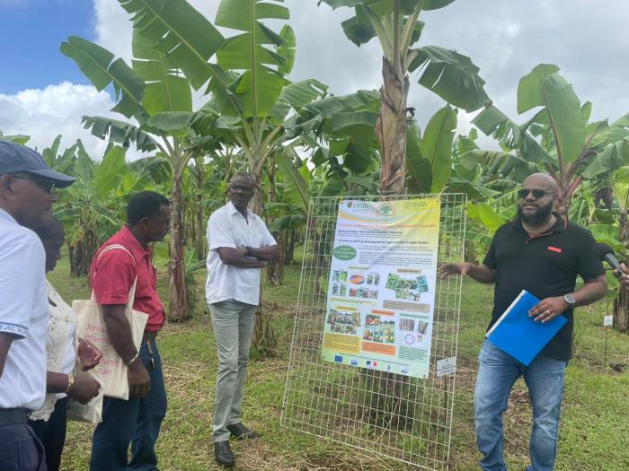recherches Cirad