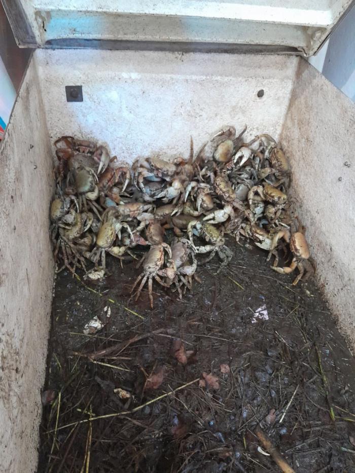 crabes