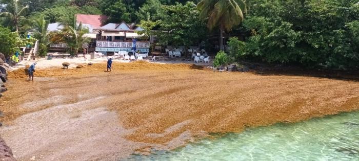 Sargasses Batelière, Martinique.j
