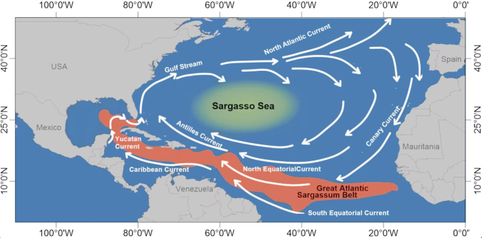 schéma grande ceinture atlantique de sargasses