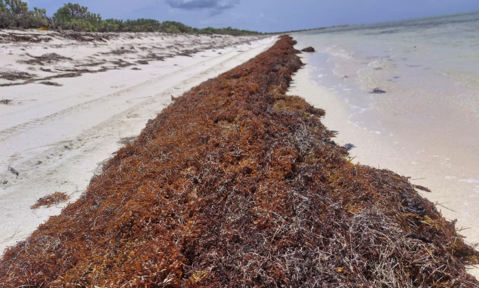 nappes sargasses îles vierges britanniques