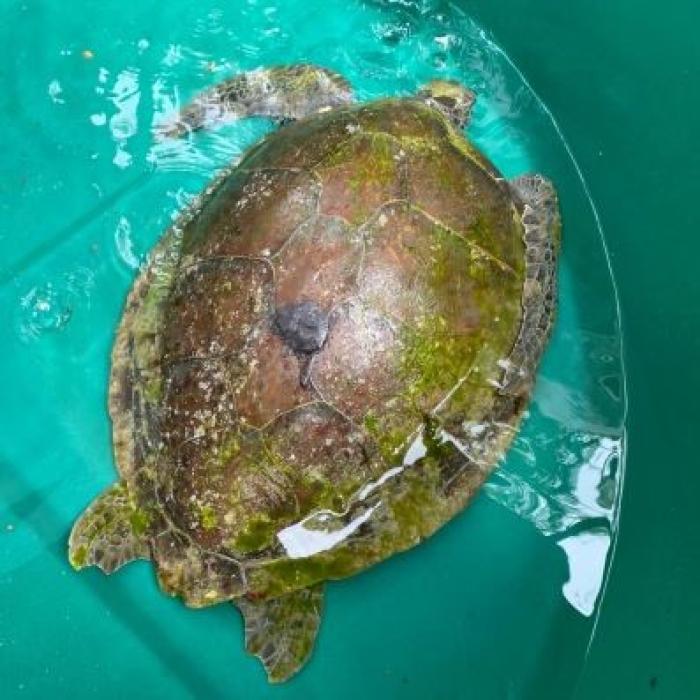 Tortue carapace résinée