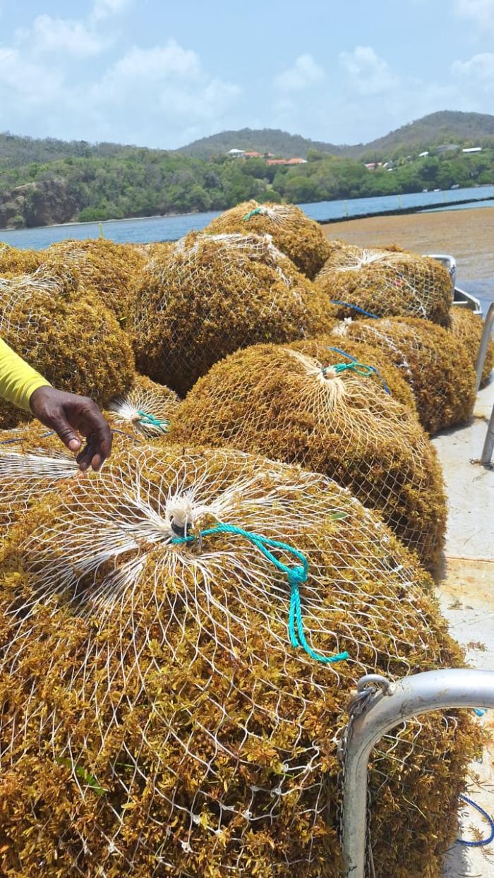 collecte sargasses Martinique