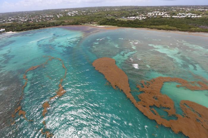 sargasses Guadeloupe