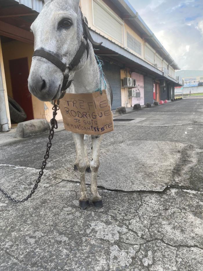 blocage safer âne