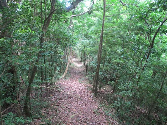 3 sentiers fermés en Martinique après le passage de Maria