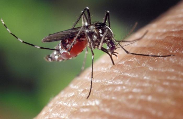 4 cas confirmés de dengue en Martinique