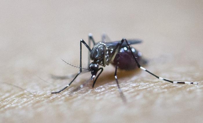 5 cas de dengue en Guadeloupe