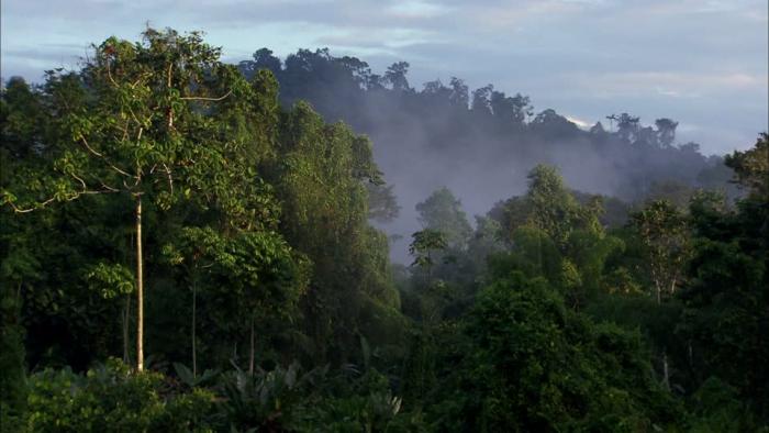 50% du territoire est composé de forêt: l'ONF appelle à sa protection