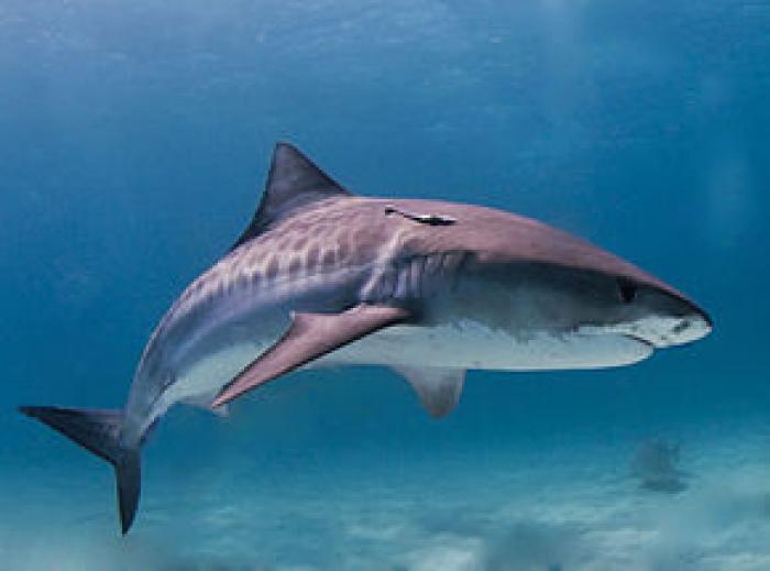 A la recherche du requin aperçu sur la plage de Roseau