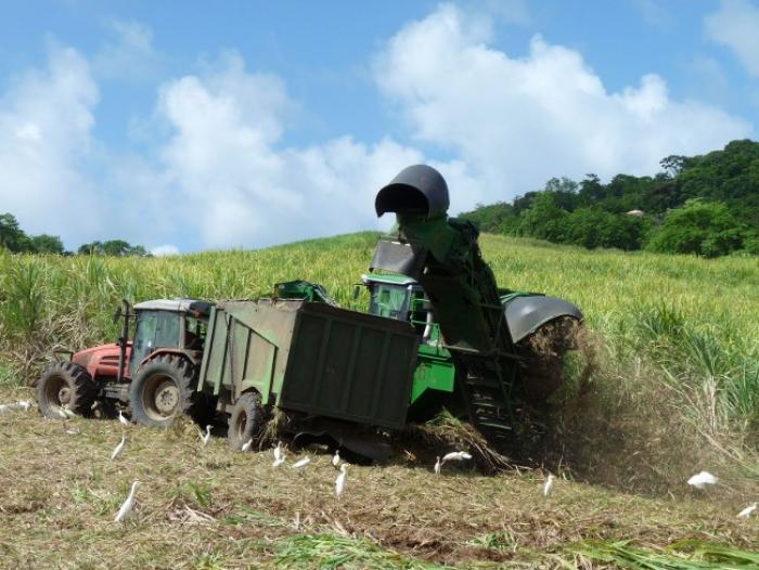 Accident agricole au Moule
