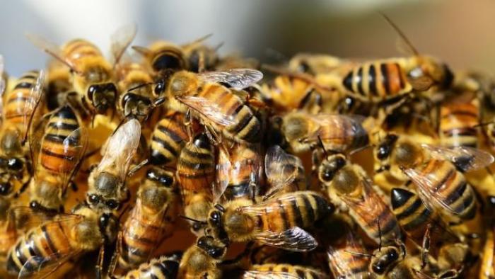 Agressé par un essaim d'abeilles, un homme sérieusement atteint