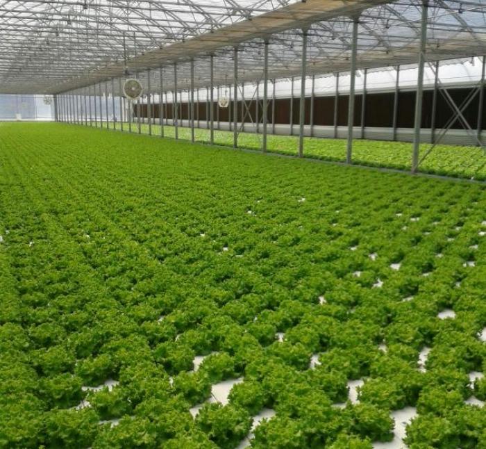 Agriculture : à la découverte de l'hydroponie...