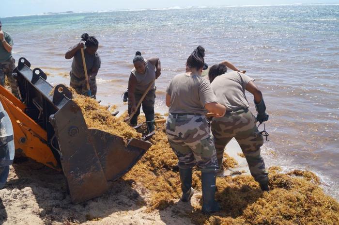 Algues sargasses : baignade interdite sur 2 plages à Sainte-Anne
