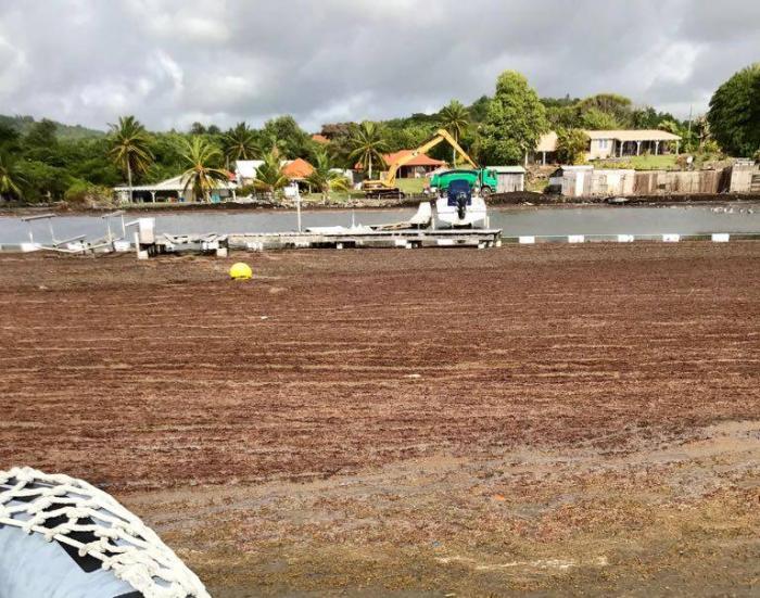 Algues sargasses : les barrages sont-ils efficaces ?