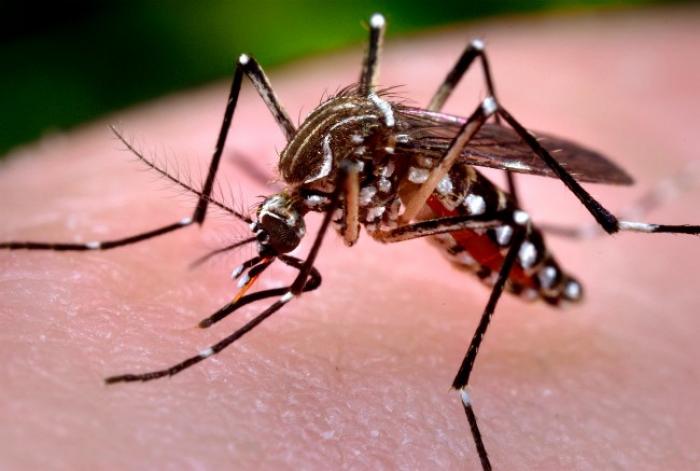 Attention ! Le jour des défunts ne doit pas rimer avec moustique