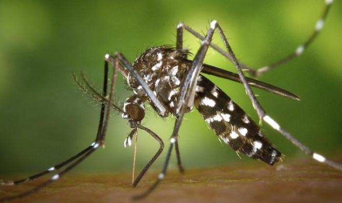 Bientôt un vaccin contre le chikungunya ?