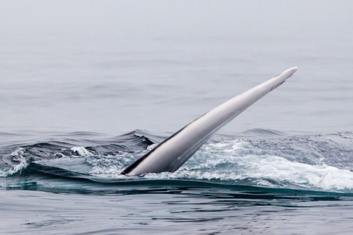 Blue Whale Challenge : un nouveau "challenge" sur internet