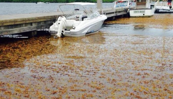 Bruno Nestor Azérot demande la reconnaissance de l'état de catastrophe naturelle pour les sargasses