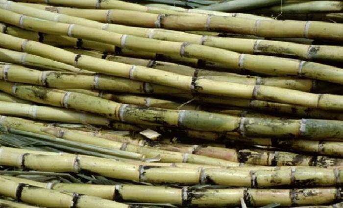 Carême pluvieux, quelles conséquences pour l'agriculture?