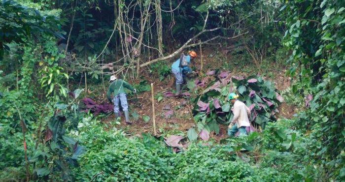 Chantier de lutte contre le Miconia calvescens