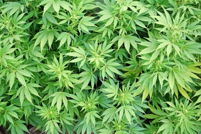 Chauffeurs positifs au cannabis :"Ils seront convoqués devant les instances judiciaires"