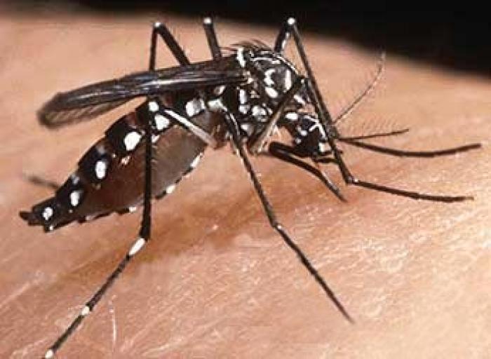 Chikungunya : l’ARS fait le bilan et angle sur le zika