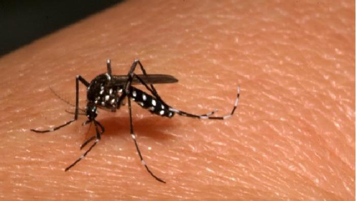 Chikungunya : la Martinique toujours en phase d'épidémie