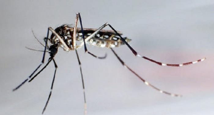 Chikungunya : le mieux continue