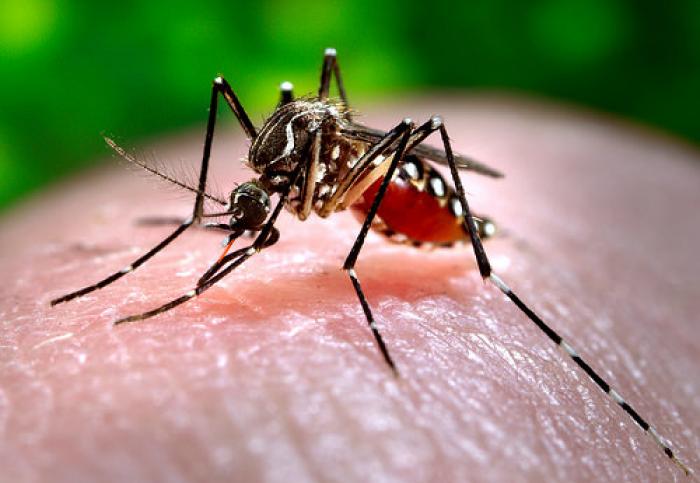 Chikungunya: le Var en alerte