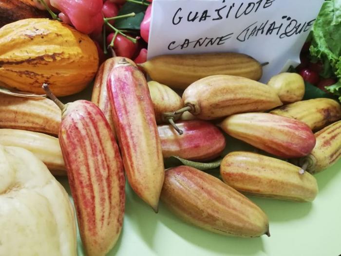 Connaissez-vous la Guajilote et ses bienfaits thérapeutiques?