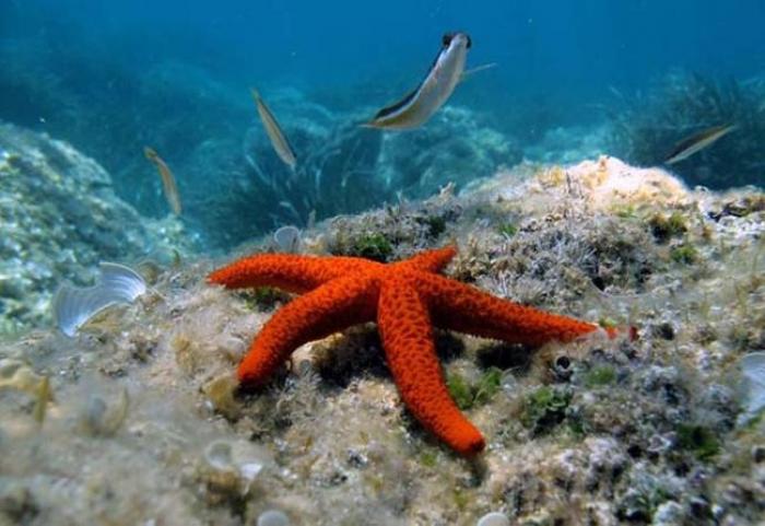 De nouvelles espèces sous marines découvertes dans nos eaux