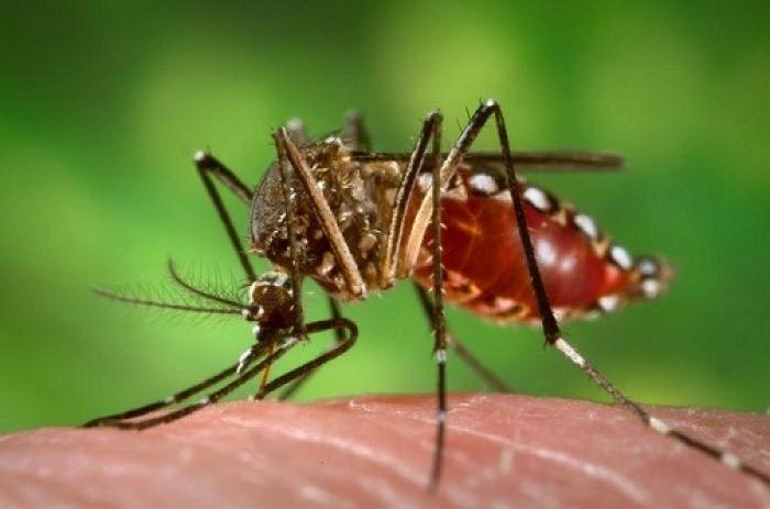 Dengue et Ckikungunya, une situation plutôt calme en Guadeloupe