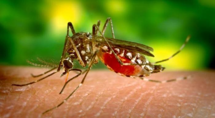 Dengue : un cas suspect en Martinique