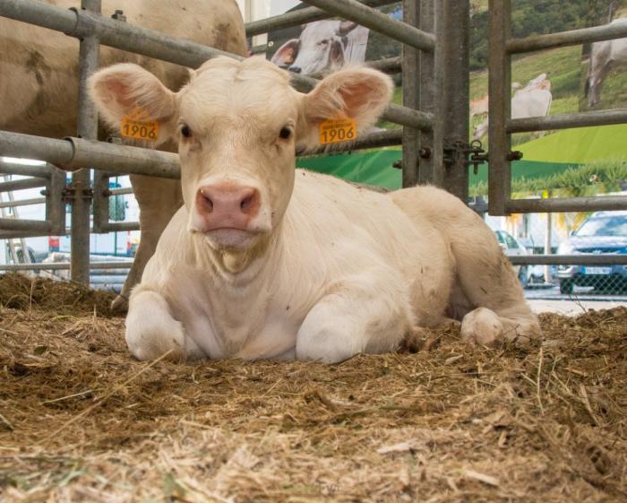 Des bœufs de race charolaise nés et élevés en Martinique