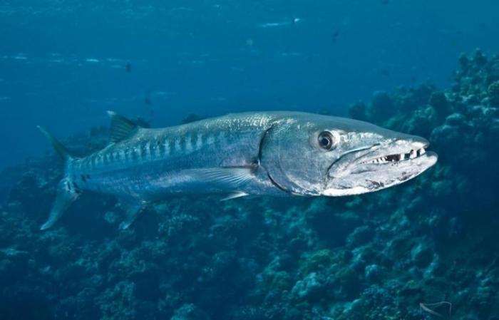Des barracudas sont passés à l'attaque aux bains de l'îlet Fajou