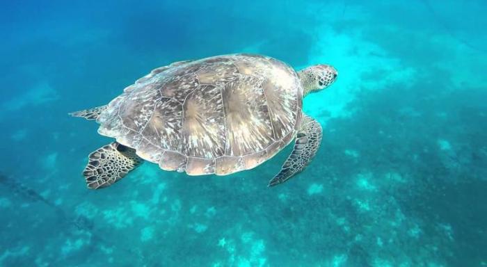 Des bénévoles recrutés par le réseau tortues marines de Martinique