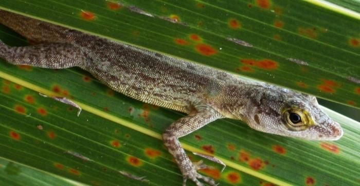 Des fouilles révèlent l’impact de l’Homme sur l'anolis