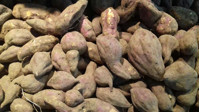 Des légumes qui se déclinent sous toutes les formes et pour tous les goûts