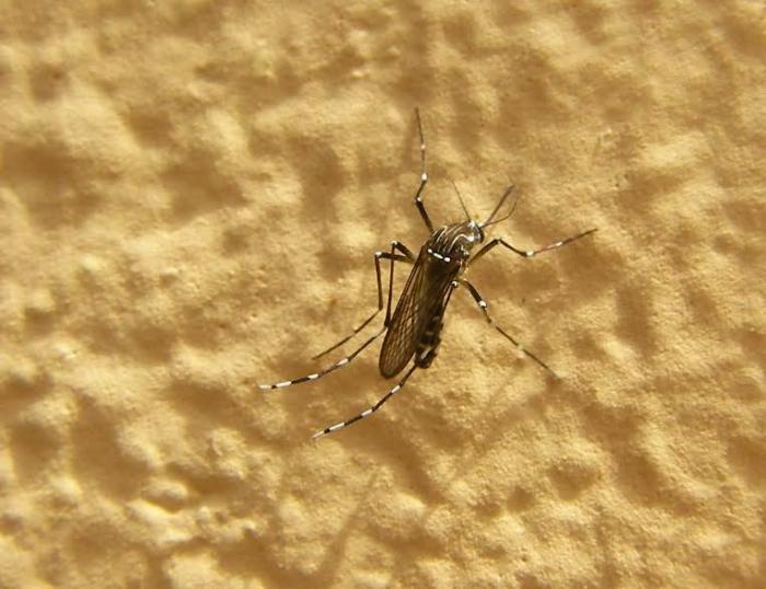 Des moustiques transgéniques introduits sur l'île de Saba