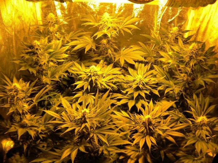 Des narcotrafiquants interpellés à Petit-Canal