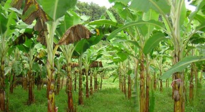 Des ouvriers agricoles du secteur de la banane mobilisés