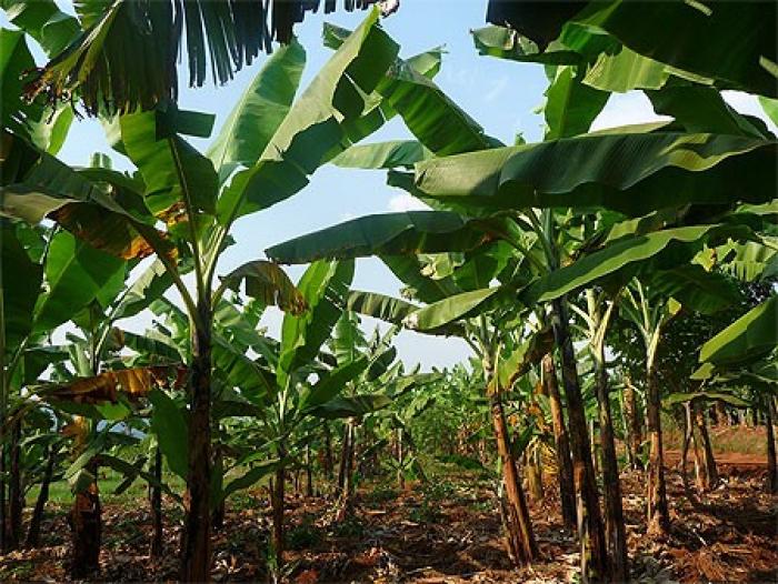 Des ouvriers de la banane sans salaires depuis plusieurs mois