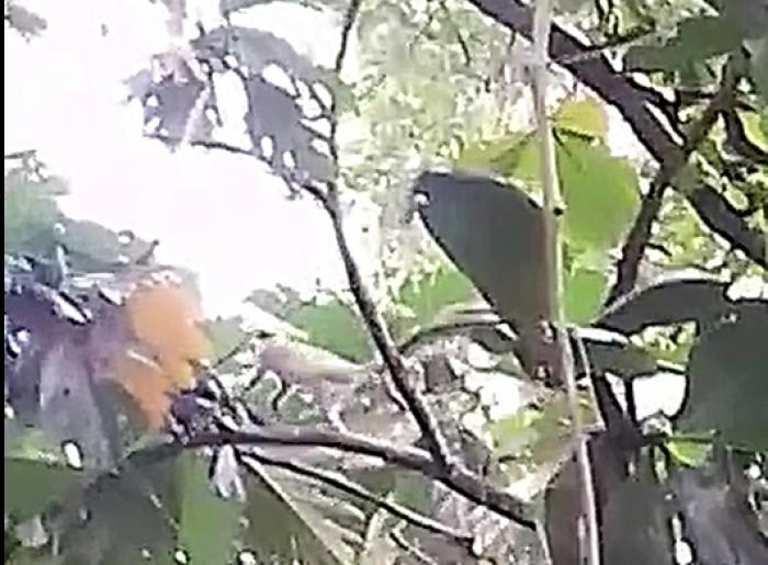 Des singes en liberté aux Abymes (vidéo)